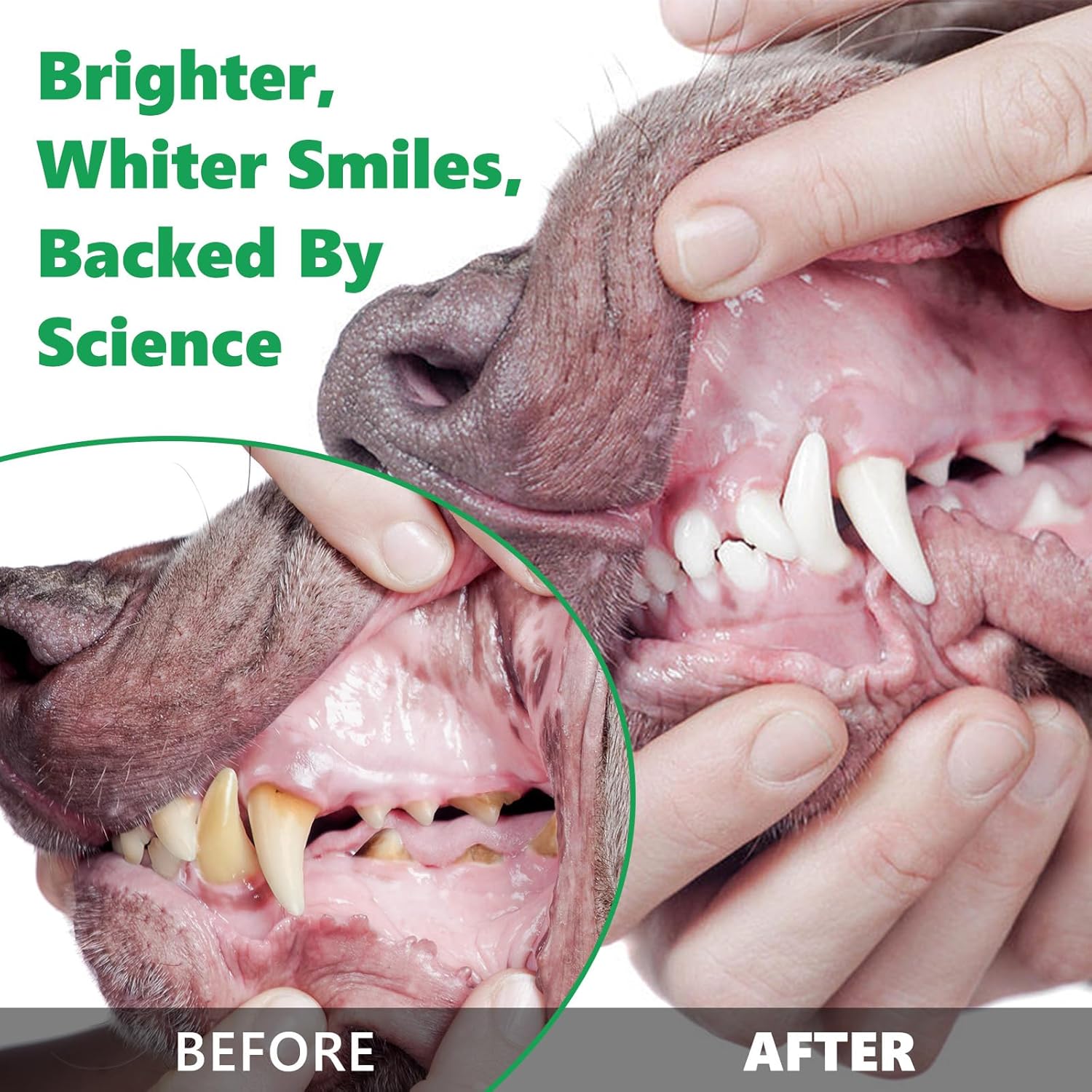 Dog Teeth Cleaning Powder,30g