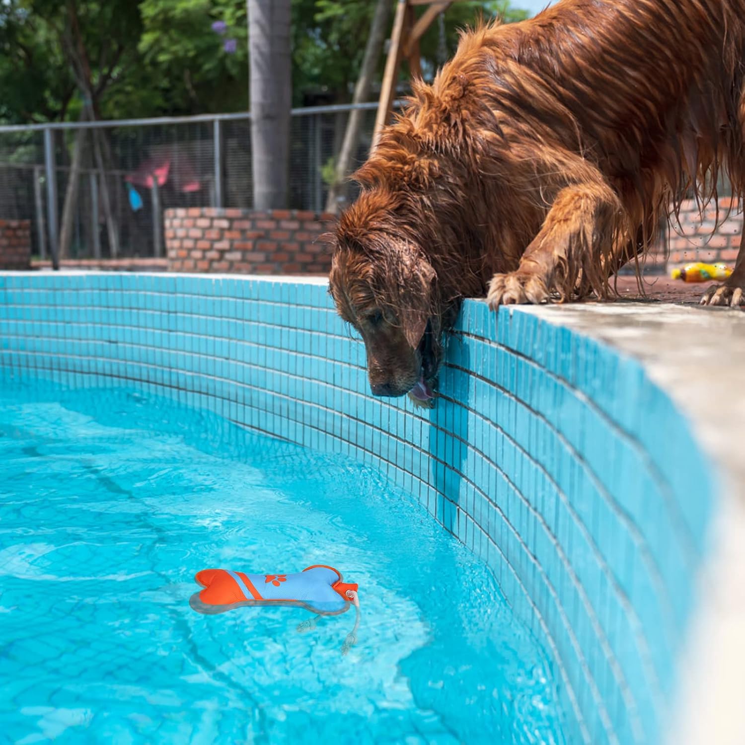 BINGPET Dog Pool Floating Toys 2 Pack